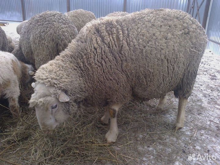 Баран на племя
