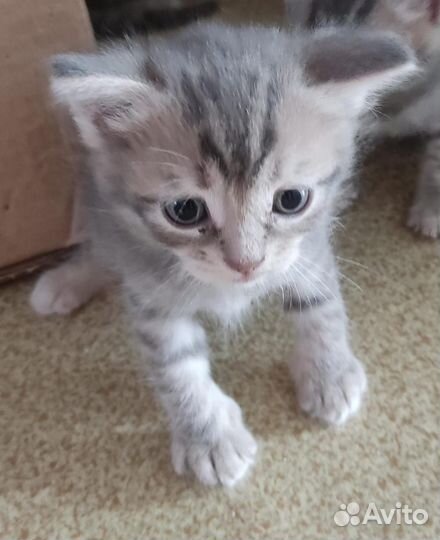 Кошка в добрые руки