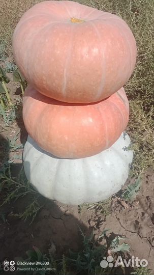 Тыква зорька