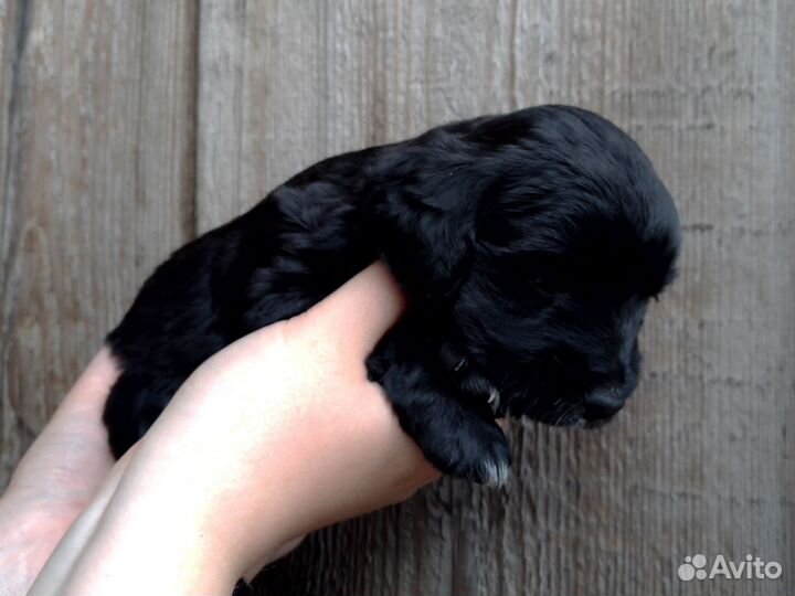 Щенки спаниеля