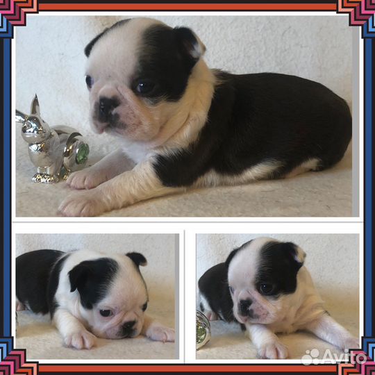 Бостон терьер