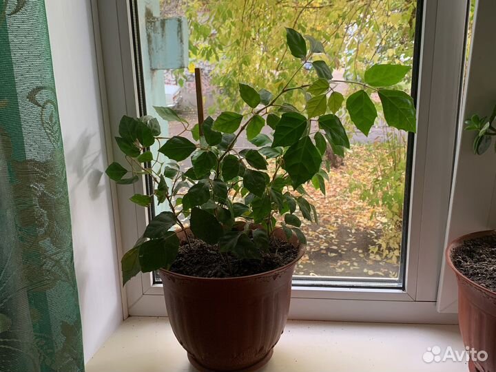 Комнатные цветы