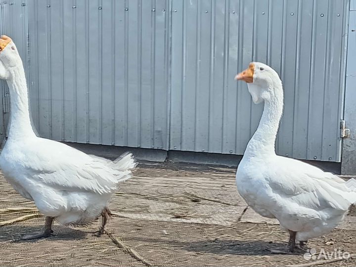 Гуси холмогоры