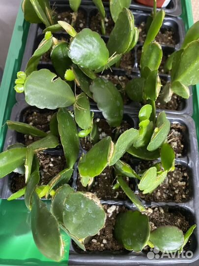 Рипсалидопсис