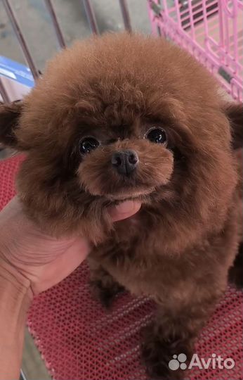 Тикап тедди пудель китай