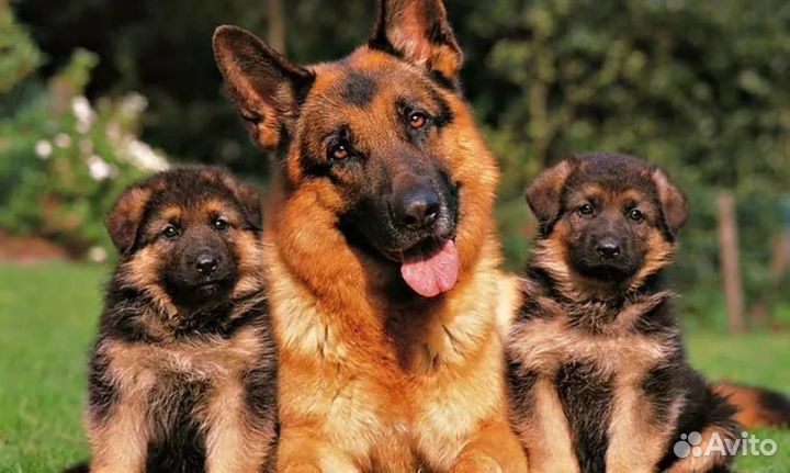 Дрессировка любых пород собак. Михаил