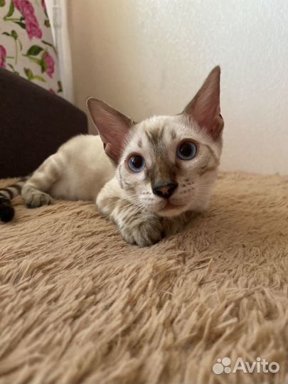 Бенгальский котенок мальчик кастрированный