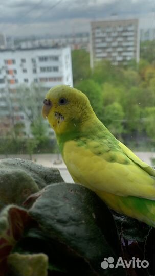 Волнистый попугай ручной с клеткой