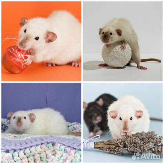 Сиамские, Шоколад Крысята. Проф. Питомник