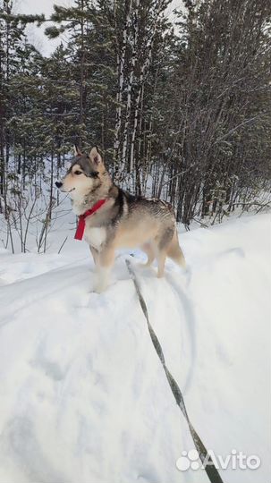 Собака Лиса