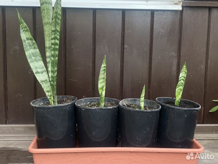 Сансевиерия Zevlanica