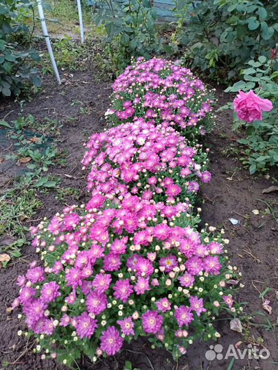 Мультифлора