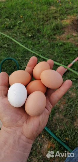 Домашние куриные яйца