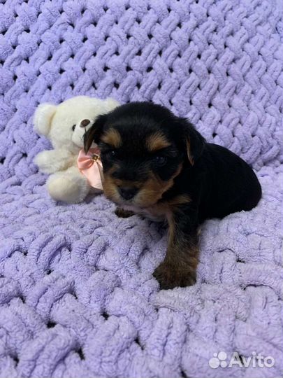 Няшные, Щенки йорка