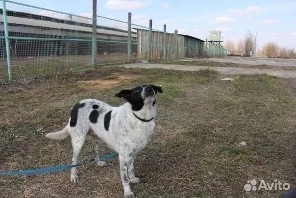 Буля хочет домой