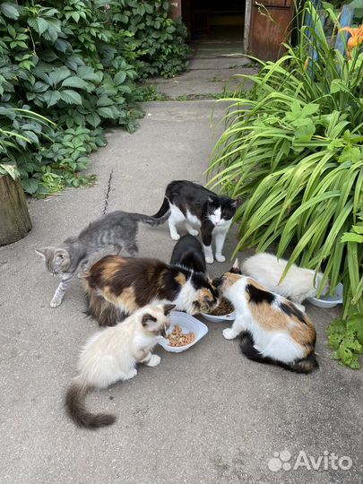 Котята в добрые руки