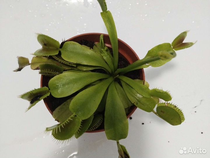 Насекомоядные растения