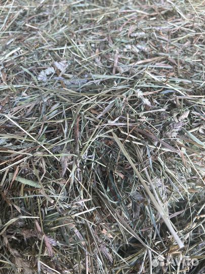 Сено кипованное,сено в рулонах,солома овсяная