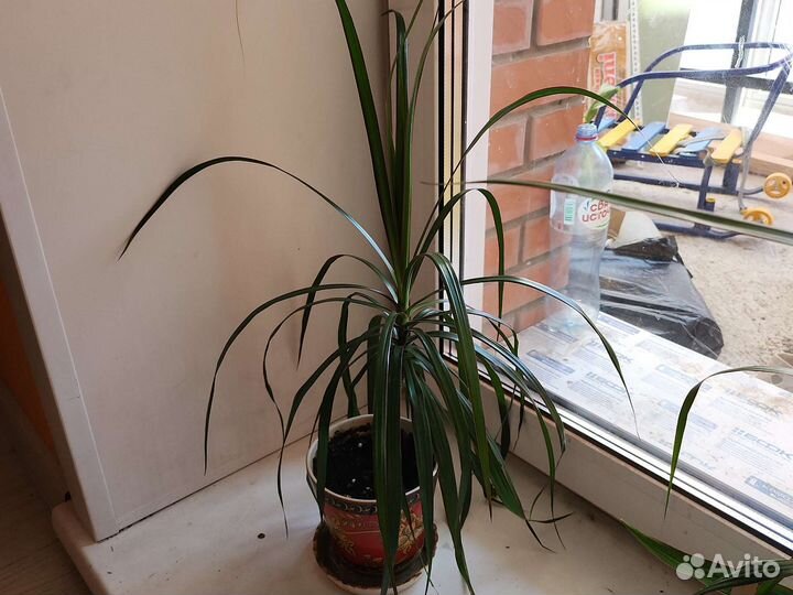 Драцена растения цветы