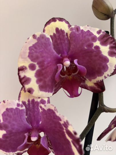Орхидея фаленопсис аркс рей