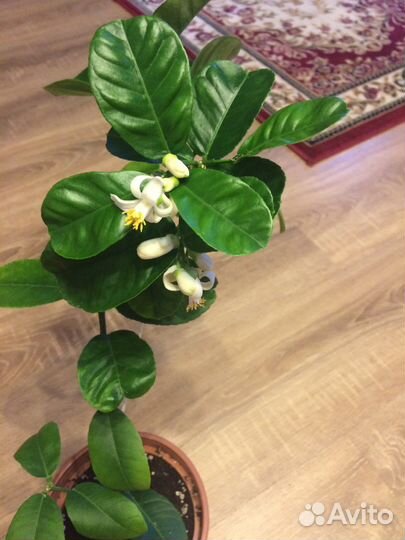 Муррайя и комнатные, садовые растения