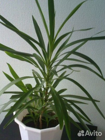 Драцена, кордилина