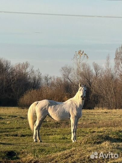 Продам кобылу