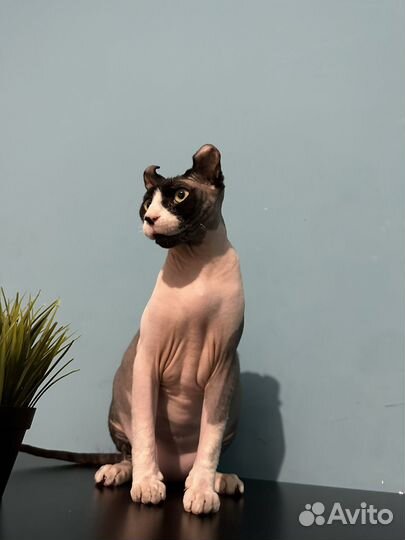 Сфинкс Эльф Эклюзивный