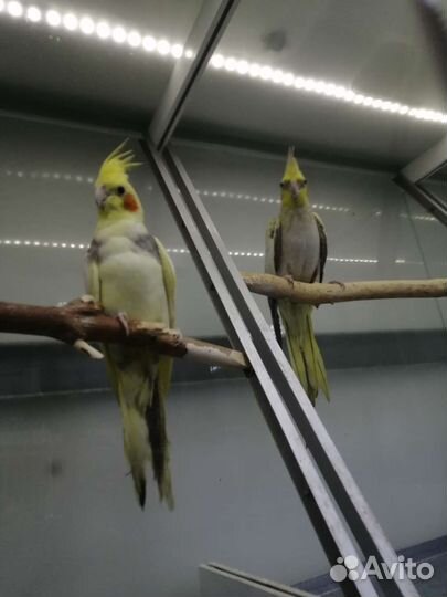 Птенцы волнистый попугай, Корелла, Розелла