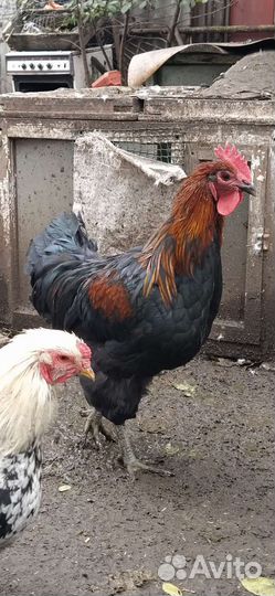Петухи помесь Брама/Джерсийский гигант