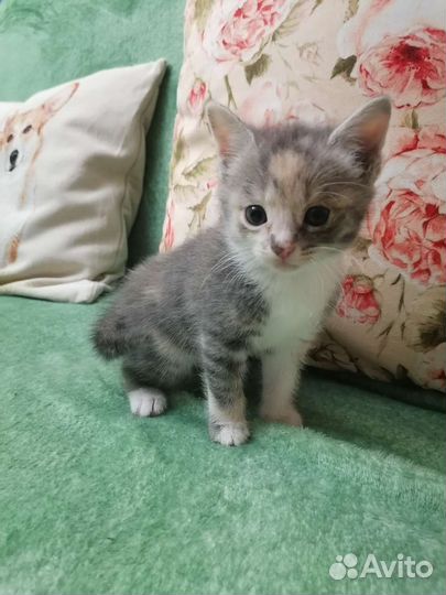 Котёнок девочка в хорошие руки