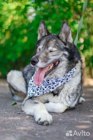 Собака Гром