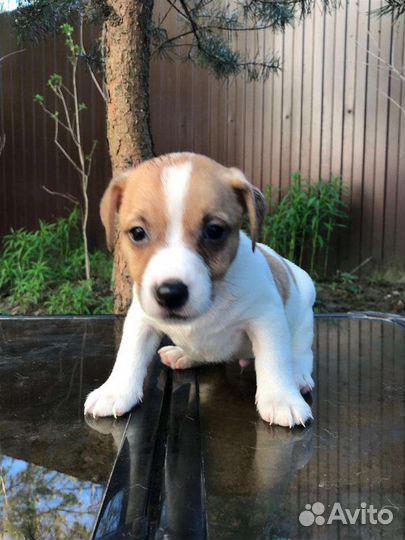 Щенки Джек Рассел Терьера