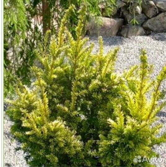 Саженцы хвойных и вечнозеленых растений