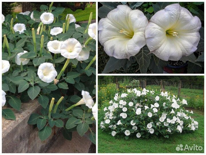 Дурман. Цветы для сада