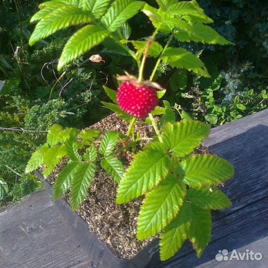 Норвежская или тибетская малина