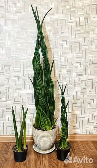 Сансевиерия цилиндрика