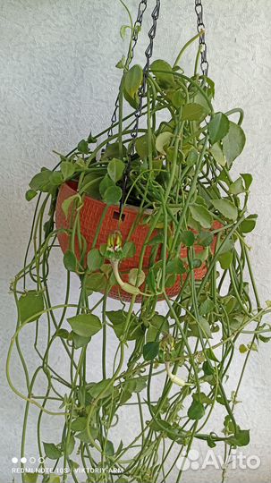 Церопегия вуду,вариегата, линеарис, дентикула