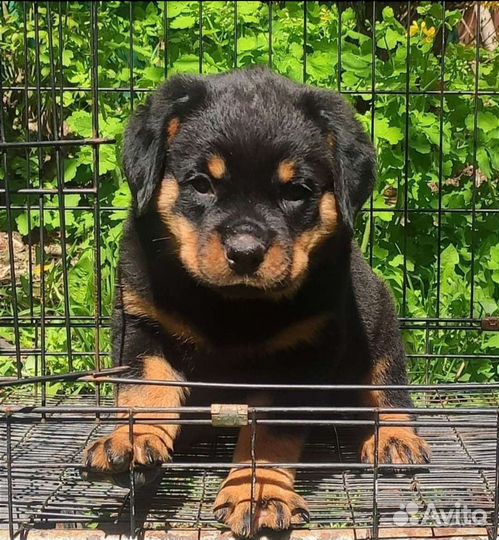 Бомбастики РКФ