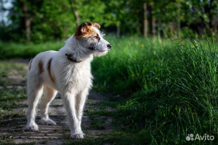 Очаровательный щенок