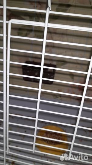 Кенор и канорейка с клеткой