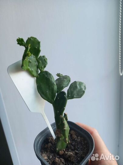 Кактус опунция