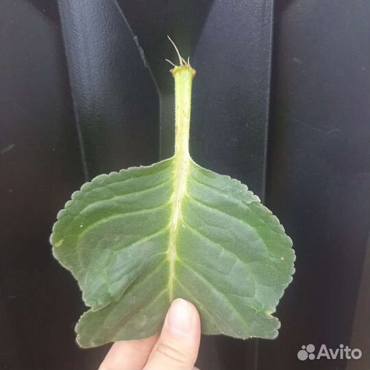 Глоксиния махровая