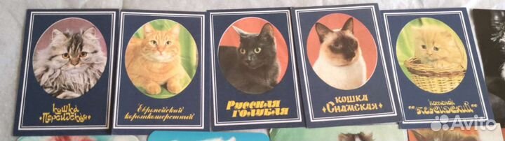 Подборка карманных Календарей. Кошки и котята