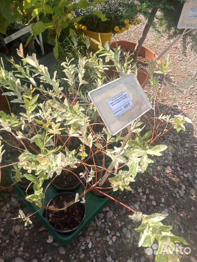 Ива Хакуро Нишики