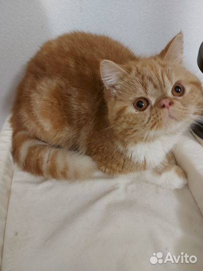 Экзот солнышко Том