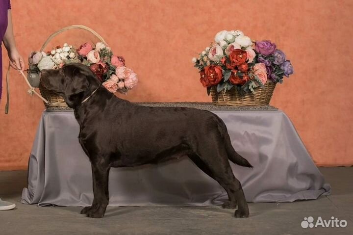 Щенки лабрадора шоколадные