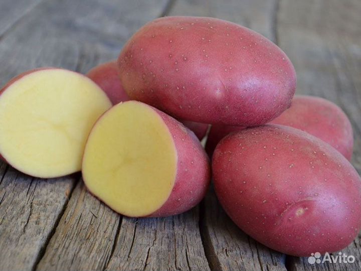 Картофель редсония красный оптом С поля
