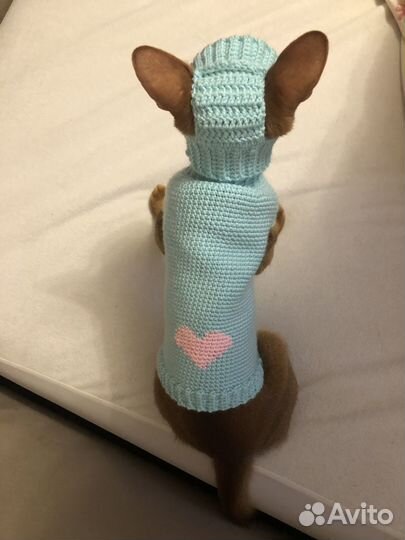 Одежда для кошки