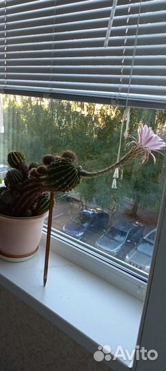 Кактус цветущий